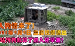 【人狗情未了】2021年4月4日 监控视频流出，你玷污狗就算了进入还早泄！